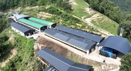 2024年安康畜牧漁業(yè)產業(yè)發(fā)展規(guī)劃與展望 聚焦飼料核心，驅動產業(yè)升級